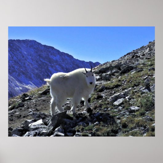 Mountain Goat Xing Poster (Voorkant)