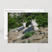 Mountain Goats on Rock Ledge Wildlife Series # 18 Briefkaart (Voorkant / Achterkant)