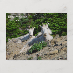 Mountain Goats on Rock Ledge Wildlife Series # 18 Briefkaart