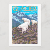 Mountain Goats Scene - Glacier National Park Briefkaart (Voorkant)