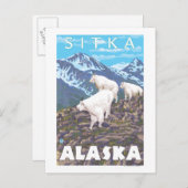 Mountain Goats Scene - Sitka, Alaska Briefkaart (Voorkant / Achterkant)