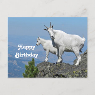Mountain Goats White Wildlife Foto Birthday Briefkaart