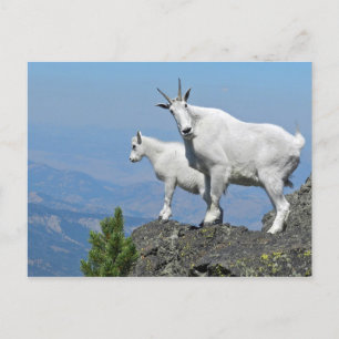 Mountain Goats White Wildlife Foto Briefkaart
