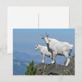 Mountain Goats White Wildlife Foto Briefkaart (Voorkant / Achterkant)