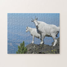Mountain Goats White Wildlife Foto