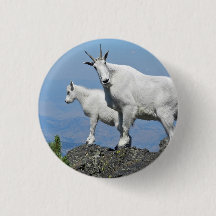 Mountain Goats White Wildlife Foto