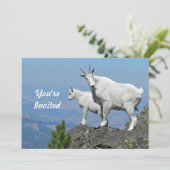 Mountain Goats White Wildlife Foto Verjaardag Kaart (Staand voorkant)