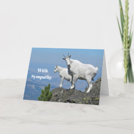 Mountain Goats White Willife Foto Sympathie Kaart