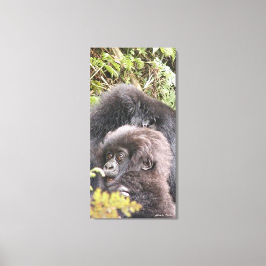 Mountain Gorilla Baby 20 x 40 in. Canvas Afdruk (Voorkant)