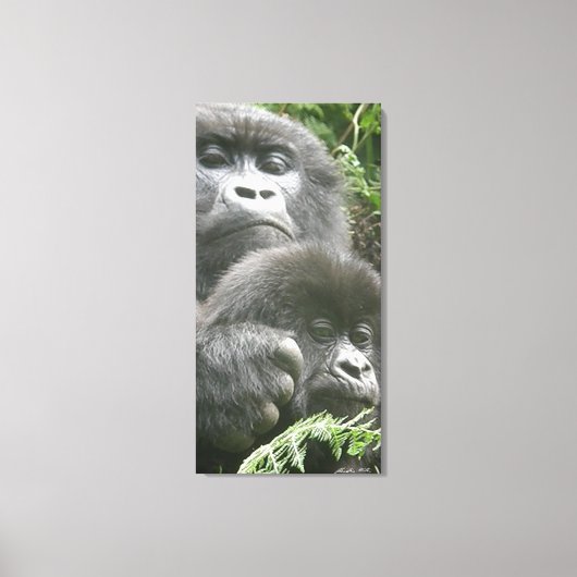Mountain Gorilla & Baby 20 x 40 inch. Canvas Afdruk (Voorkant)