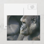 Mountain Gorilla Briefkaart (Voorkant / Achterkant)