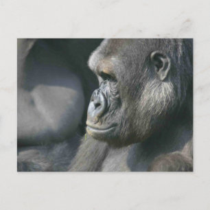 Mountain Gorilla Briefkaart