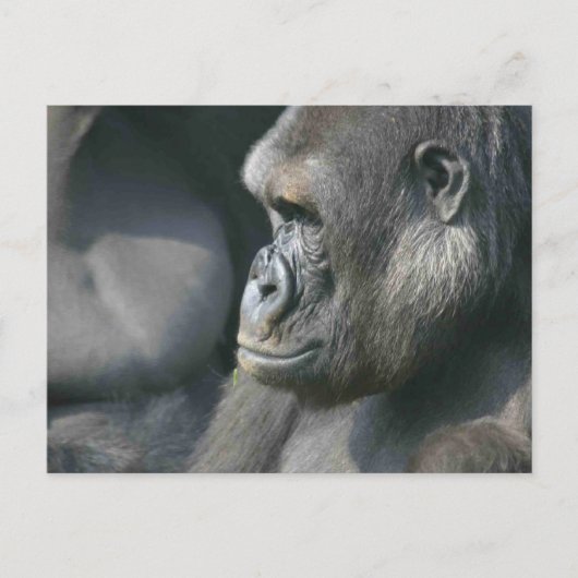 Mountain Gorilla Briefkaart (Voorkant)