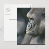 Mountain Gorilla Briefkaart (Voorkant / Achterkant)