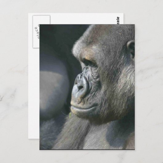 Mountain Gorilla Briefkaart (Voorkant / Achterkant)