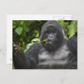 Mountain Gorilla en Silverback Briefkaart (Voorkant / Achterkant)