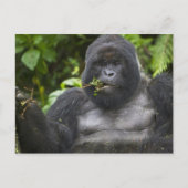 Mountain Gorilla en Silverback Briefkaart (Voorkant)