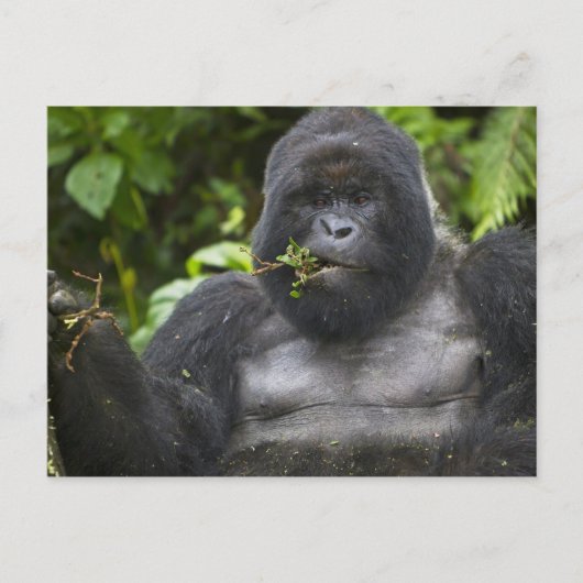 Mountain Gorilla en Silverback Briefkaart (Voorkant)