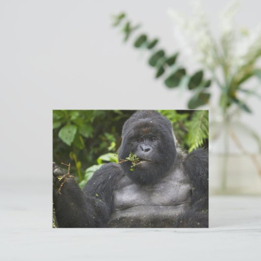 Mountain Gorilla en Silverback Briefkaart (Staand voorkant)