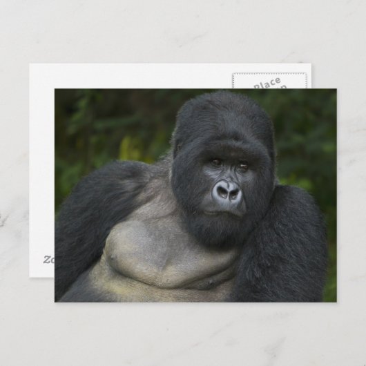 Mountain Gorilla en Silverback Briefkaart (Voorkant / Achterkant)