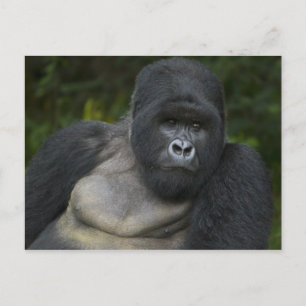 Mountain Gorilla en Silverback Briefkaart