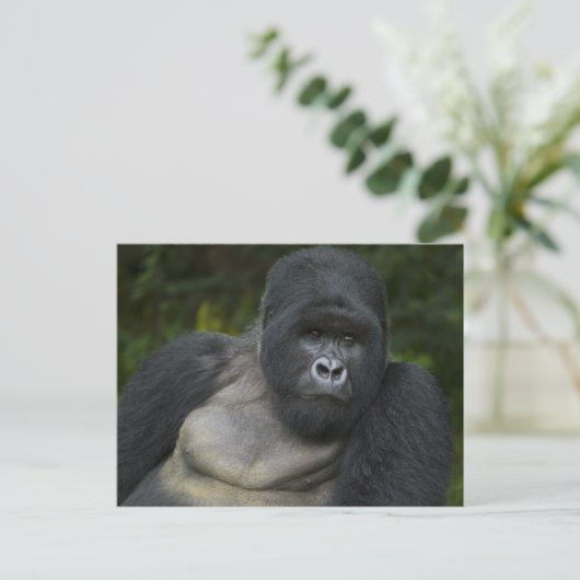Mountain Gorilla en Silverback Briefkaart (Staand voorkant)
