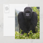 Mountain Gorilla en Silverback Briefkaart (Voorkant / Achterkant)