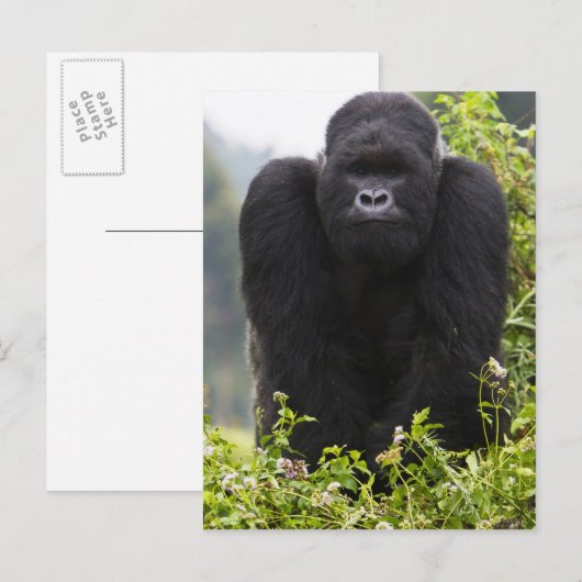 Mountain Gorilla en Silverback Briefkaart (Voorkant / Achterkant)
