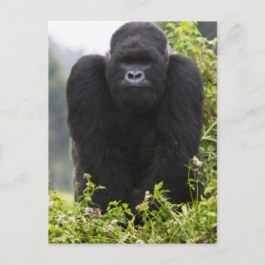 Mountain Gorilla en Silverback Briefkaart (Voorkant)