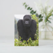 Mountain Gorilla en Silverback Briefkaart (Staand voorkant)