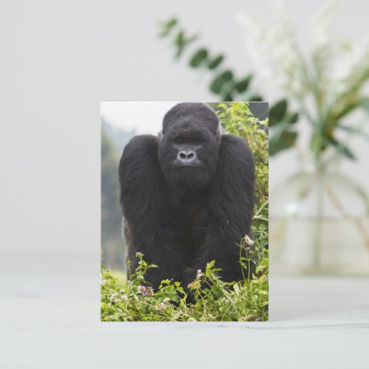 Mountain Gorilla en Silverback Briefkaart (Staand voorkant)