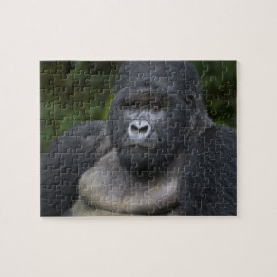 Mountain Gorilla en Silverback Legpuzzel
