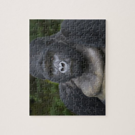 Mountain Gorilla en Silverback Legpuzzel (Verticaal)