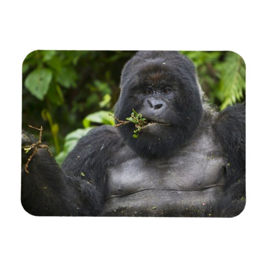 Mountain Gorilla en Silverback Magneet (Horizontaal)