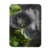 Mountain Gorilla en Silverback Magneet (Verticaal)