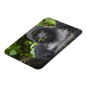 Mountain Gorilla en Silverback Magneet (Linkerzijde)