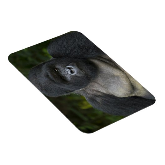 Mountain Gorilla en Silverback Magneet (Rechterzijde)