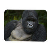 Mountain Gorilla en Silverback Magneet (Horizontaal)