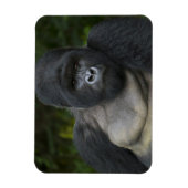 Mountain Gorilla en Silverback Magneet (Verticaal)