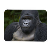 Mountain Gorilla en Silverback Magneet (Horizontaal)