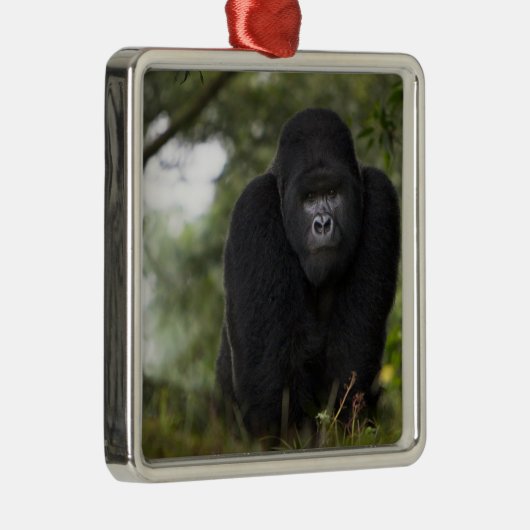 Mountain Gorilla en Silverback Metalen Ornament (Rechts)