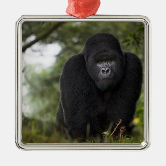 Mountain Gorilla en Silverback Metalen Ornament (Voorkant)