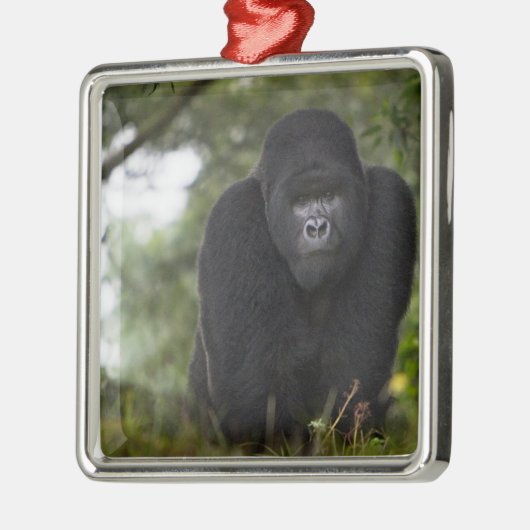 Mountain Gorilla en Silverback Metalen Ornament (Links)