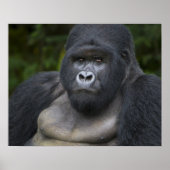 Mountain Gorilla en Silverback Poster (Voorkant)