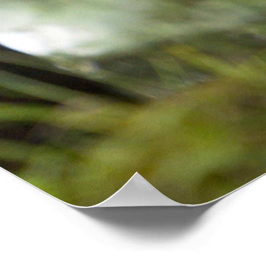 Mountain Gorilla en Silverback Poster (Hoek)