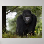 Mountain Gorilla en Silverback Poster (Voorkant)