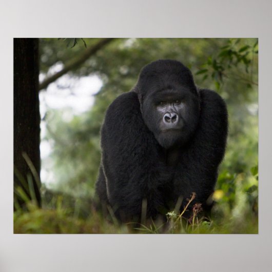 Mountain Gorilla en Silverback Poster (Voorkant)