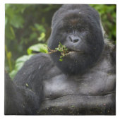 Mountain Gorilla en Silverback Tegeltje (Voorkant)