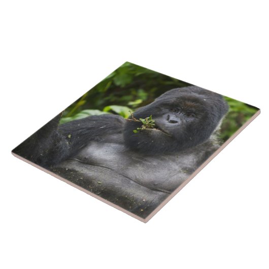 Mountain Gorilla en Silverback Tegeltje (Zijkant)