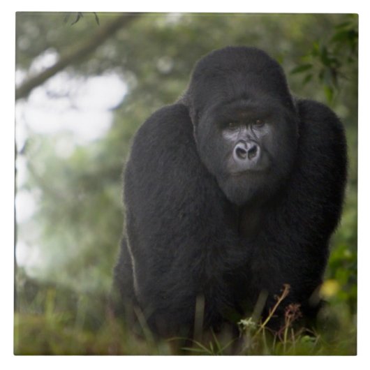 Mountain Gorilla en Silverback Tegeltje (Voorkant)